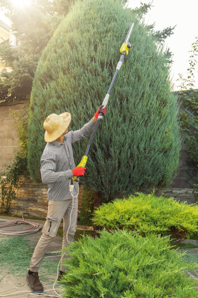 Trusted Clay Center, KS Tree Removal and Landscaping Services Experts